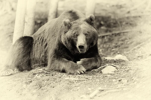 Braunbär (ursus arctos) in der Natur. Jahrgangseffekt — Stockfoto