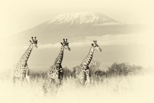 Girafe dans le parc national du Kenya. Effet vintage — Photo