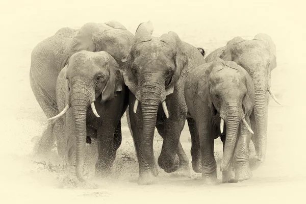Elefante en el Parque Nacional de Kenia. Efecto vintage — Foto de Stock