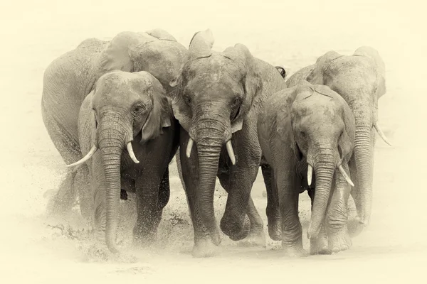 Olifant in National park van Kenia. Vintage effect — Stockfoto