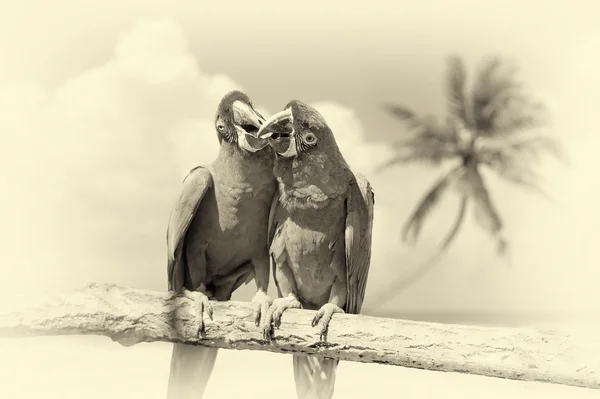 Papegøye (Severe Macaw) på grenen på tropisk bakgrunn. Årgang – stockfoto