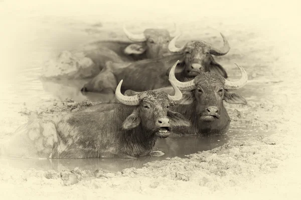 Los búfalos de agua se bañan en un lago. Efecto vintage — Foto de Stock