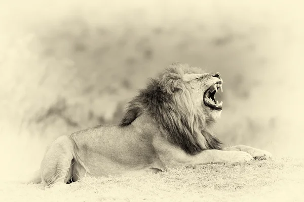 Leão próximo no parque nacional do Quênia. Efeito vintage — Fotografia de Stock