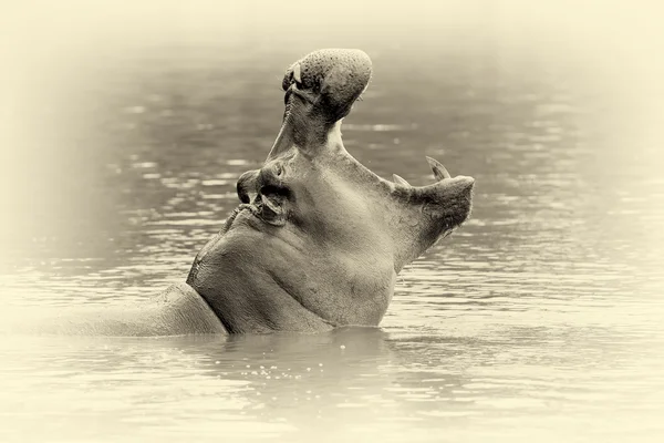 Hroch (Hippopotamus amphibius) ve vodě. Vintage efekt — Stock fotografie