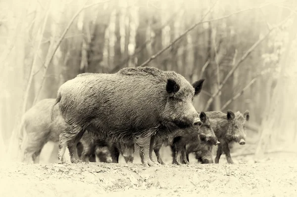 Wild boar in autumn forest. Vintage effect — Stock Photo, Image