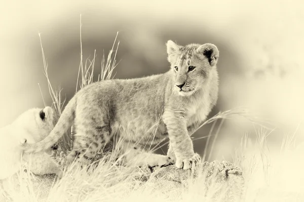 Africký Lev mládě, (Panthera leo), národním parku v Keni. Vinobr — Stock fotografie