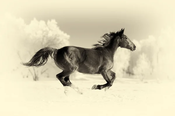 Cavalo corre galope. Efeito vintage — Fotografia de Stock