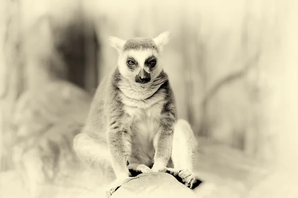 Cincin ekor lemur. Efek vintage — Stok Foto