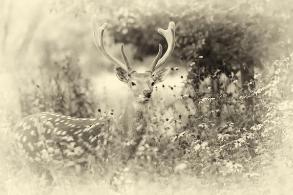 Close whitetail deer. Vintage effect — Stock Photo, Image