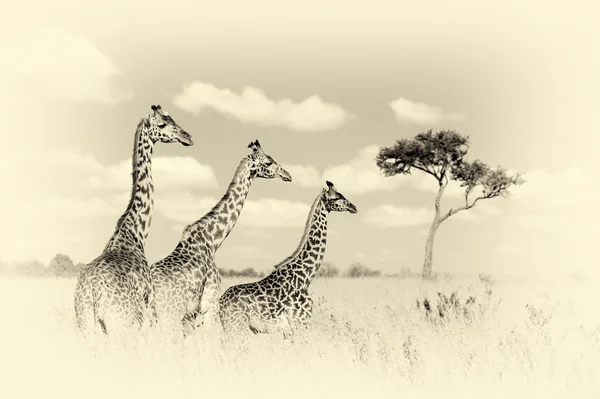 Girafe de groupe dans le parc national du Kenya. Effet vintage — Photo