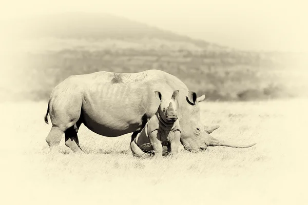 Rinoceronte branco africano. Efeito vintage — Fotografia de Stock