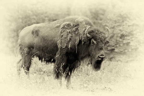 Homem de bisonte na floresta. Efeito vintage — Fotografia de Stock