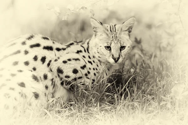Serval cat (Felis serval) caminhando na natureza. Efeito vintage — Fotografia de Stock