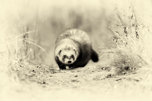 Wild polecat in forest. Vintage effect — Stock Photo, Image