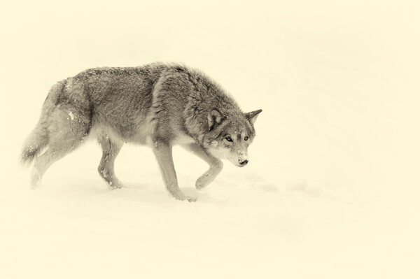 Beautiful wild gray wolf in winter. Vintage effect