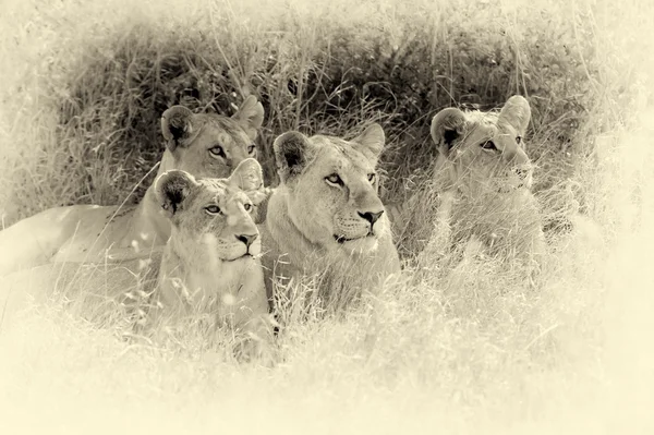 Lion proche dans le parc national du Kenya. Effet vintage — Photo