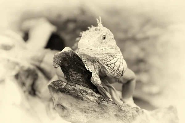 Makro portresi iguana üzerinde vurdu. Vintage etkisi — Stok fotoğraf