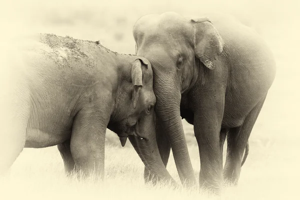 Elefantes en el Parque Nacional. Efecto vintage — Foto de Stock