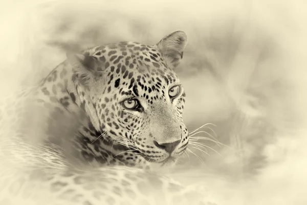 Leopardo na natureza. Efeito vintage — Fotografia de Stock