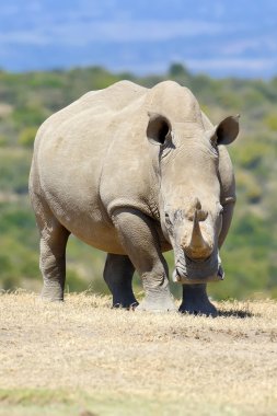 Afrikalı beyaz rhino