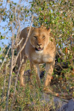 Kenya Ulusal Parkı yakın aslan