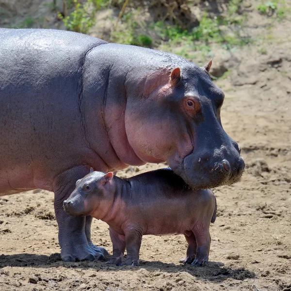 Nilpferd (hippopotamus amphibius)) — Stockfoto