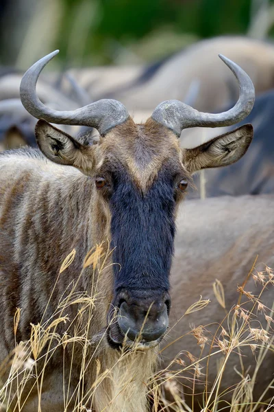 Wildebeest nel Parco Nazionale dell'Africa — Foto Stock