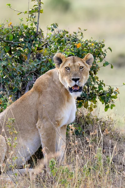 Zárja be a nemzeti park Kenya, oroszlán — Stock Fotó