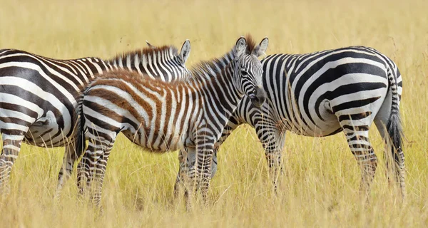 Zebra på gräsmark i Afrika — Stockfoto