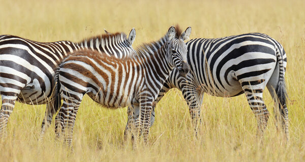 Zebra on grassland in National park of Africa