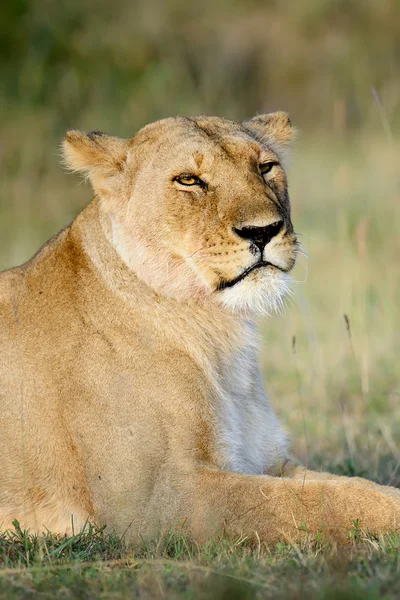 Löwe im Nationalpark Kenia, Afrika — Stockfoto