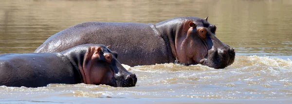 Hippo บนทะเลสาบในแอฟริกา — ภาพถ่ายสต็อก