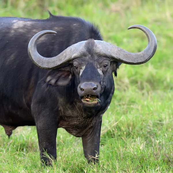 Vadon élő afrikai bivaly bika — Stock Fotó