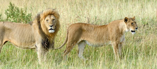 Nauwe Leeuw in nationaal park van Kenia — Stockfoto