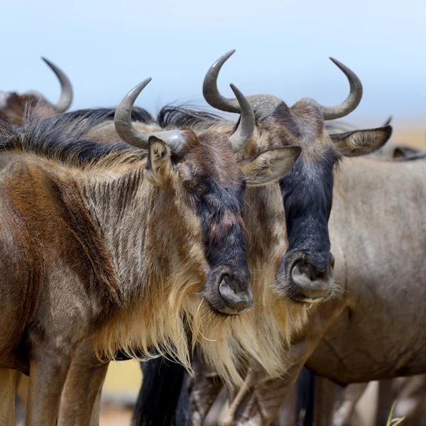 Wildebeest, Parque Nacional de Kenia —  Fotos de Stock