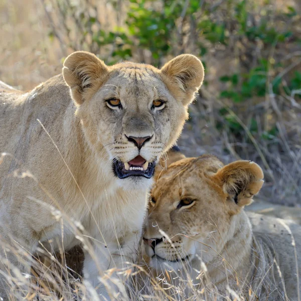 Close lion in National park of Kenya — Stock Photo, Image