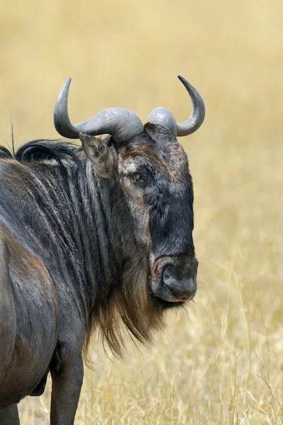 Wildebeest no parque nacional do Quênia — Fotografia de Stock
