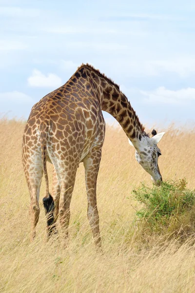 Giraffe in nationaal park van Kenia — Stockfoto