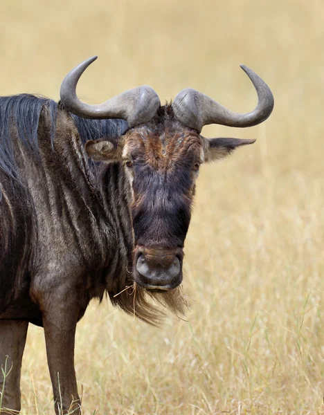 Gnus im Nationalpark Kenia — Stockfoto