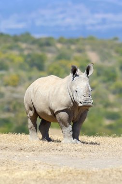 Afrikalı beyaz rhino