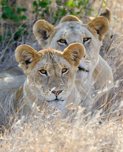 Lion in National park of Kenya, Africa — Stock Photo, Image