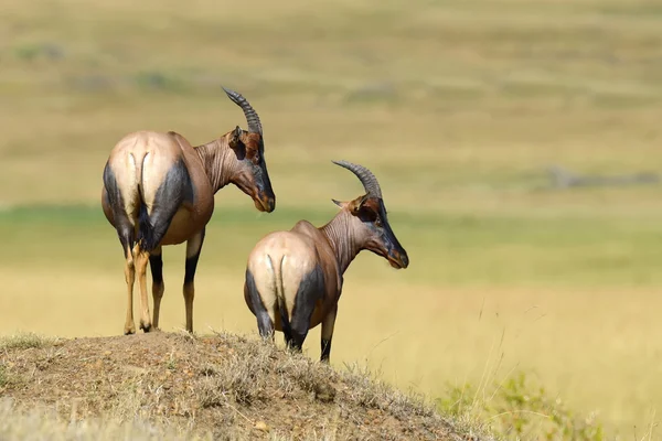 Topi Antelope (Damaliscus lunatus) — Stock Photo, Image