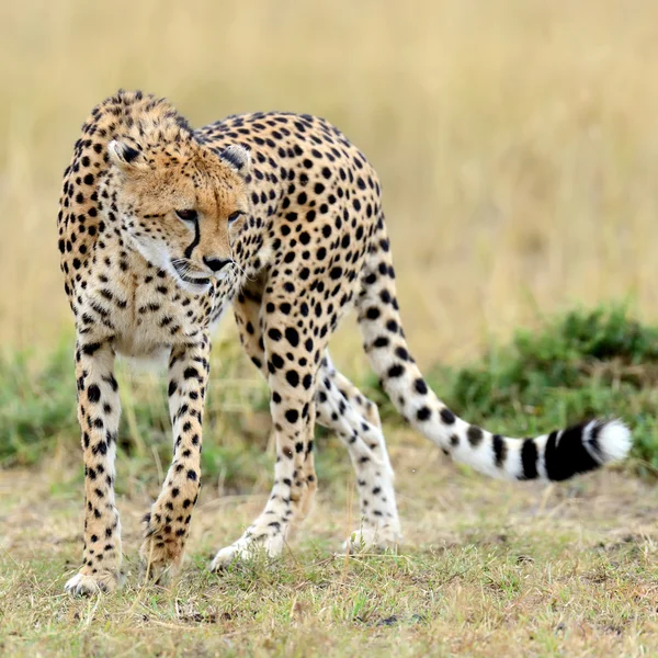 Cheetah em savana na África — Fotografia de Stock