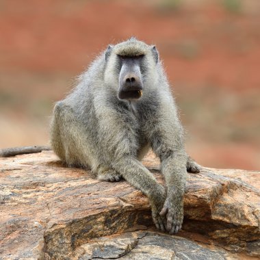 Maymun maymunu Kenya Milli Parkı