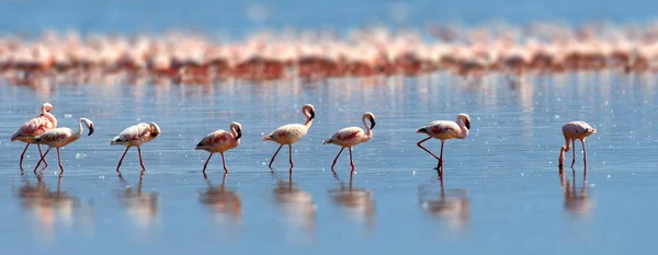 Herde von Flamingos watet — Stockfoto