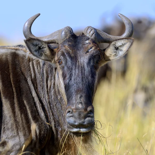 Wildebeest, National park of Kenya — Stock Photo, Image