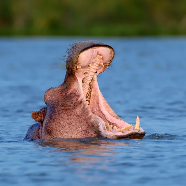 Hroch na jezeře v Africe — Stock fotografie