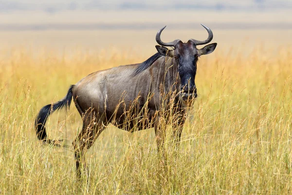 Gnus im Nationalpark von Afrika — Stockfoto