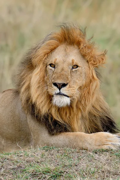 Afrikanischer Löwe im Park Südafrika — Stockfoto