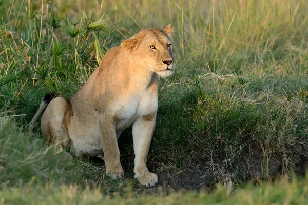 Leão africano no parque nacional — Fotografia de Stock